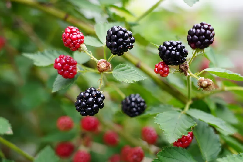 Blackberries ripening on a microfarm plant