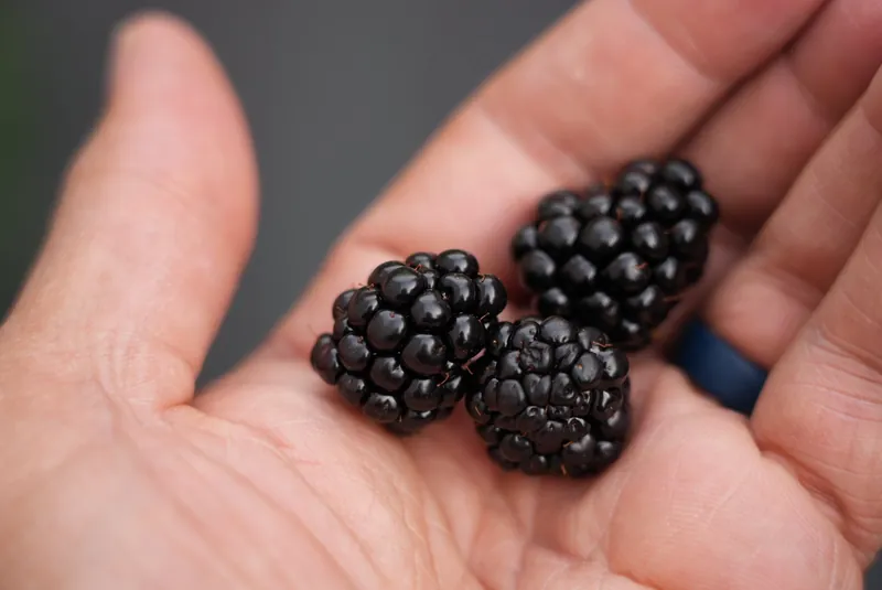 Fresh blackberries held in a hand