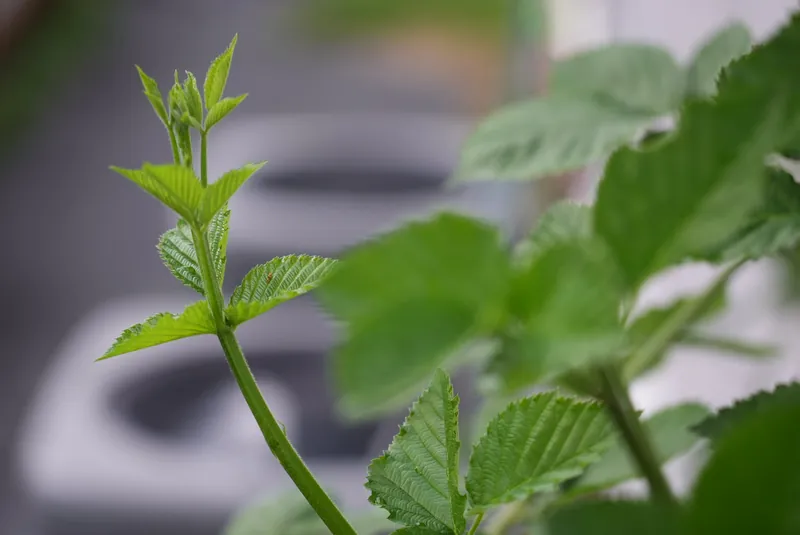 Blackberry primocane node on a growing plant