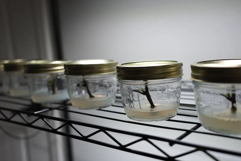 Tissue culture jars arranged on a shelf