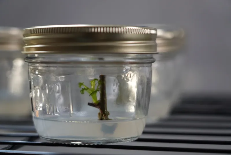 Sealed tissue culture vessel containing a small culture